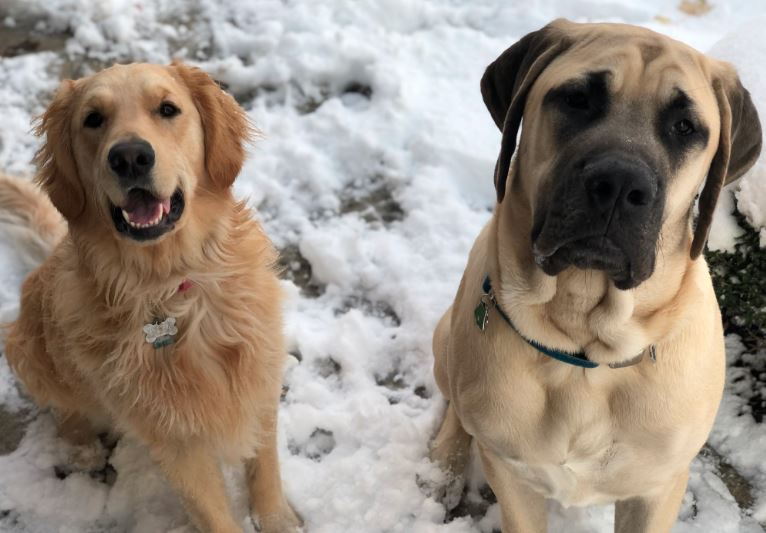 dogs in snow